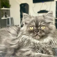 گربه پرشین|گربه|ساری, |دیوار