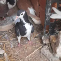 کبوتر