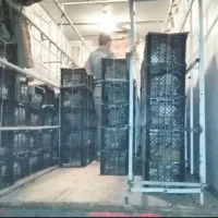جوجه بوقلمون بیوتی/ پشتیبانی صفر تا صد/فوق سنگین|حیوانات مزرعه|تهران, فرودگاه مهرآباد|دیوار