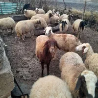 میش  بره|حیوانات مزرعه|گوآور, |دیوار