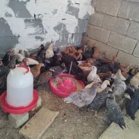 مرغ و خروس ..باشت