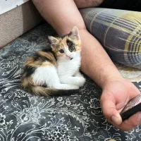 واگذاری بچه گربه مهربون