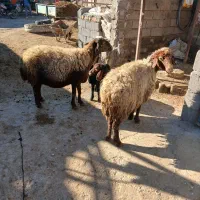 گوسفند میش و بره|حیوانات مزرعه|کرمانشاه, |دیوار