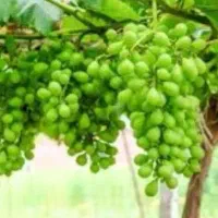 غوره