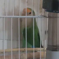 کوتوله برزیلی  نر رنگ خاص مست آماده جفتگیری