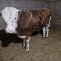 فروش گوساله سمینتال نر