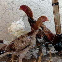 تخم مرغ لاری و محلی نطفهدار|حیوانات مزرعه|خورموج, |دیوار