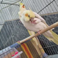 چندتا عروس هلندی لوتینو دستی و سخنگو دونه ای 750