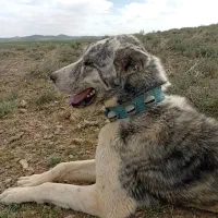 سگ گله ای|سگ|فامنین, |دیوار