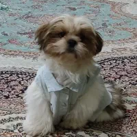 سگ شیتزو|سگ|کرمانشاه, |دیوار