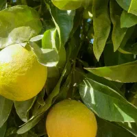 نارنج تازه و ارگانیک