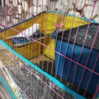 مرغ عشق|پرنده|خاش, |دیوار