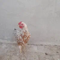 فروش ۲ عدد مرغ کرچ|حیوانات مزرعه|قم, کلهری|دیوار