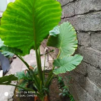 گل بابا آدم