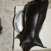 هیزه