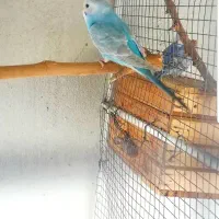 مرغ عشق گمشده|پرنده|شبانکاره, |دیوار