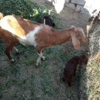 با سلام گوسفند فروشی