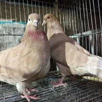 یتعدادی کفتر همچیز تمام و عالی فقط تماس