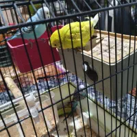 فروش 5 مرغ عشق