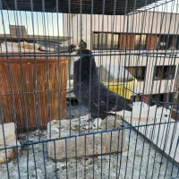 کفتر حراج|پرنده|ری, دیلمان|دیوار