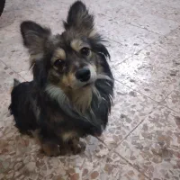 سگ گمشده