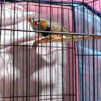 یه جفت فنچ کینگ اوروپایی