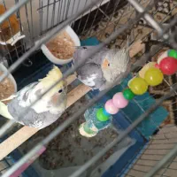 عروس هلندی نر وماده