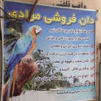 دان مرغ و بوقلمون و بلدرچین تخم گذار38000|لوازم جانبی حیوانات|سنندج, |دیوار