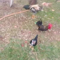 مرغ وخروس خانگی