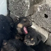 توله ژرمن 2ماهه