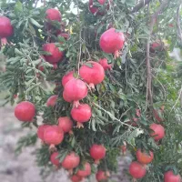 رب انار تازه پخت با کیفیت و خالص یاقوت|خوردنی و آشامیدنی|قم, بنیاد|دیوار