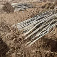 کاشت و توزیع نژاد های خـاص نـهـال