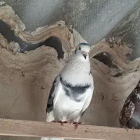 کفتر نر پشت سبز چشم سفید|پرنده|فردیس, داوری|دیوار