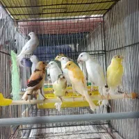 جوجه قناری
