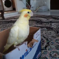 جوجه عروس دوکت