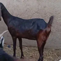 همراه دو نر و یک ماده معاوز هم با بره
