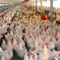 نیازمند کارگر وارد مرغداری