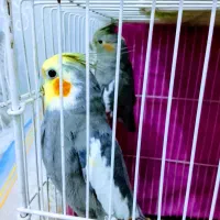 عروس هلندی و کوتوله برزیلی|پرنده|رضویه, |دیوار