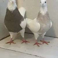 طوقی|پرنده|سرپل ذهاب, |دیوار