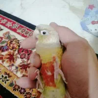 گرینجیک نر