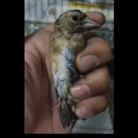 سهره|پرنده|تهران, فلاح|دیوار