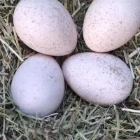 تخم‌بوقلمون‌محلی