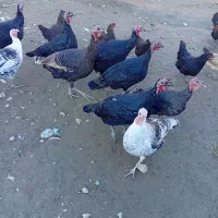 بوقلمون|حیوانات مزرعه|ماکو, |دیوار