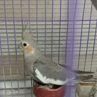 عروس هلندی نصف قیمت