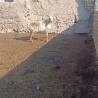 قوچ‌ افغان|حیوانات مزرعه|بشاریات, |دیوار