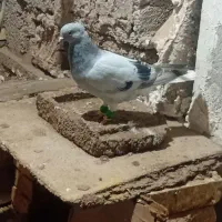 ماده چهی دمپاک|پرنده|شوشتر, |دیوار