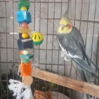 عروس هلندی نر سخنگو