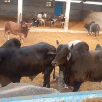 گوساله ۳۷عدد