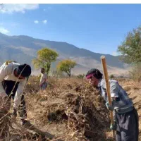 خدمات باغبانی با کارگران مورد اطمینان رویان