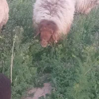 قوچ هترو ۴ ساله